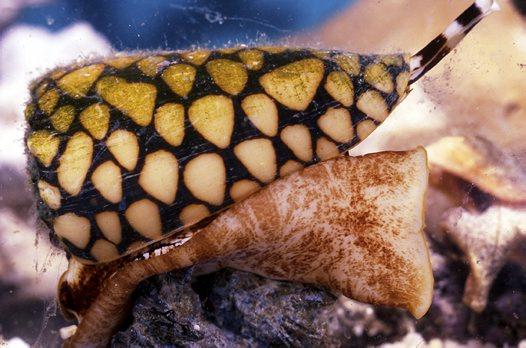 Τα θαλάσσια γαστερόποδα του γένους Conus περιμένουν την λεία τους