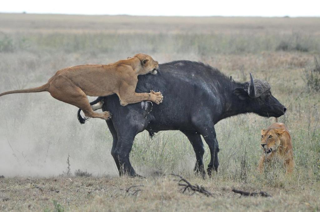 Όταν η περίμετρος κλείσει ένα λιοντάρι εκτινάσσεται προς το θήραμα και τα υπόλοιπα σπεύδουν προς βοήθεια.