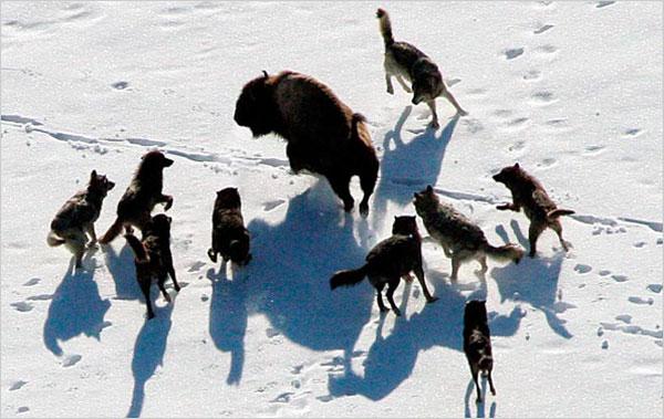 Canidae (άγρια σκυλιά και λύκοι) Σε αυτή την οικογένεια κάθε αγέλη διαθέτει ένα