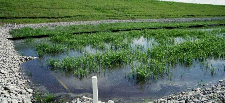 Constructed wetlands