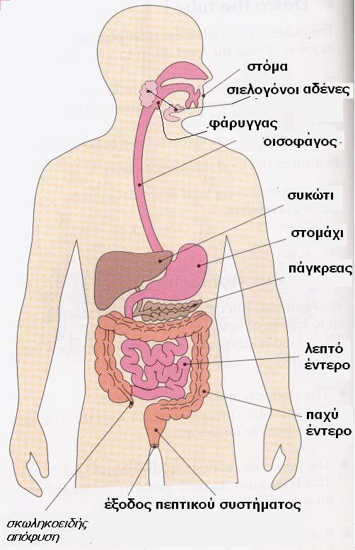 Το πεπτικό