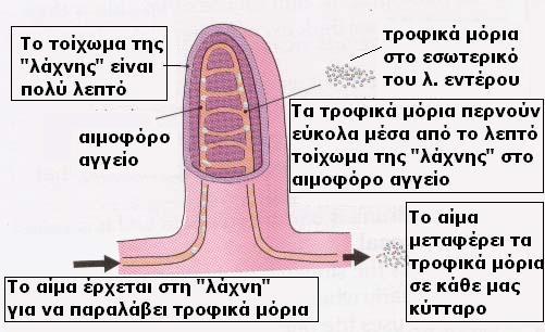 Μία χαρακτηριστική προεξοχή του τοιχώματος του λεπτού εντέρου προς το εσωτερικό του πεπτικού σωλήνα: λάχνη Λεπτό τοίχωμα - μία μόνο στρώση επιθηλιακών κυττάρων με αποτέλεσμα τα τροφικά μόρια να