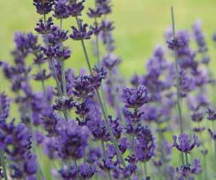 Lavandula spp. Νότια και δυτική Ευρώπη Δυσκολία 01 ΛΕΒΑΝΤΑ Αειθαλές αυτοφυές θαμνώδες φυτό. Χαρακτηρίζεται από μικρά και μυτερά φύλλα.