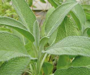 Salvia officinalis Νότια Ευρώπη Δυσκολία Την άνοιξη-καλοκαίρι φυτέψτε το φυτό σε προστατευμένη θέση. Μην ξεχνάτε να το ποτίζετε επαρκώς, χωρίς υπερβολή, αποφεύγοντας τη στασιμότητα νερού.