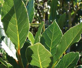 Laurus nobilis Λεκάνη της Μεσογείου Δυσκολία Πρόκειται για άγριο φυτό, αλλά τα φύλλα μπορούν να υποστούν σοβαρές ζημιές από το δριμύ ψύχος ή τους ισχυρούς ανέμους.