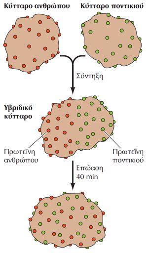 περιορισμός Τυχαία διάχυση Ακαδηµαϊκές