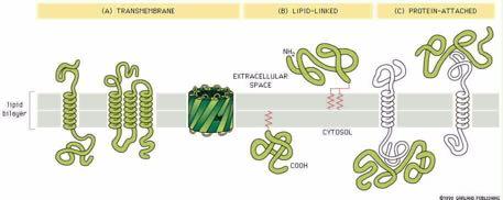Τρόποι σύνδεσης πρωτεϊνών με μεμβράνες Διαμεμβρανικές Προσδεδεμένες με λιπίδια
