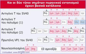 Σήματα πυρηνικού εντοπισμού ΠΡΟΣΟΧΗ: Τα σήματα πυρηνικού εντοπισμού δεν αποκόπτονται από τις πυρηνικές πρωτεΐνες