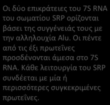 Το σωματίδιο αναγνώρισης σήματος είναι νουκλεοπρωτεϊνικό σύμπλοκο Οι δύο