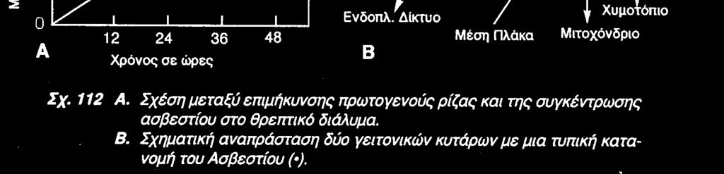 Ενεργοποίηση ενζύµων * Επιµήκυνση κυττάρων & επίπεδα Κ + Αύξηση [Κ + ] στα καταφρακτικά