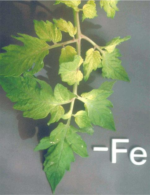 Μικροστοιχεία Σίδηρος Οξειδοαναγωγικός ρόλος (Fe 2+ Fe 3+ ) Ρόλος στις αντιδράσεις µετατροπής