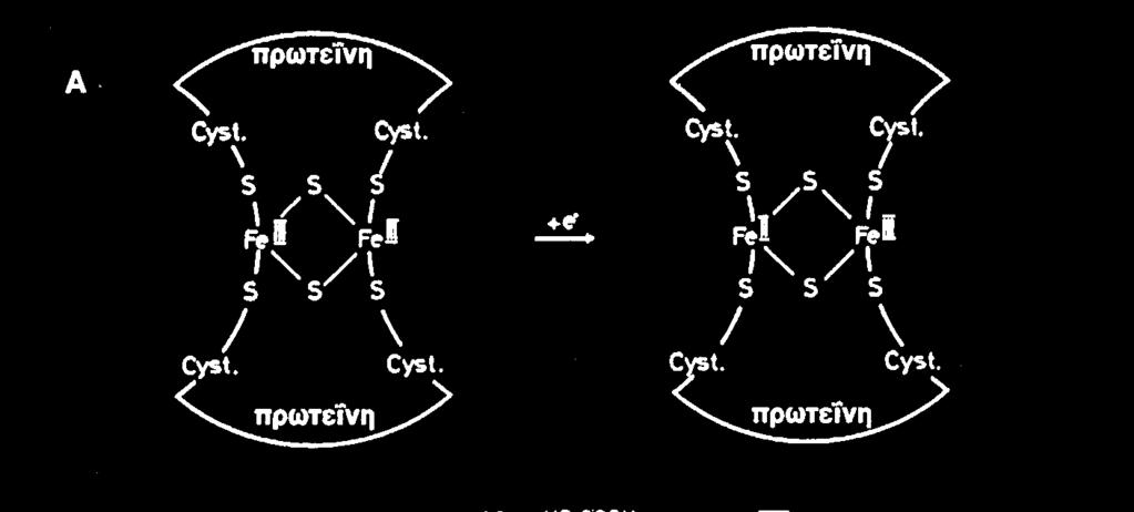Φερεδοξίνης στους χλωροπλάστες Ενζύµων (π.χ. καταλάσες) Απαραίτητο στοιχείο για τη σύνθεση της χλωροφύλλης http://5e.