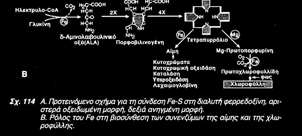 net Βόριο Η άριστη συγκέντρωση Β για αύξηση βρίσκεται πολύ κοντά στα τοξικά επίπεδα Πώς