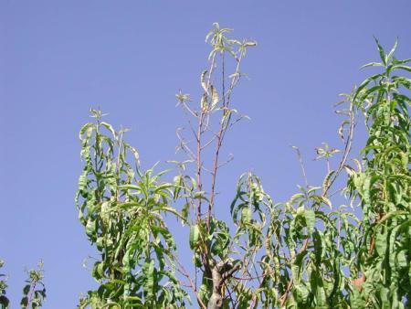 (φωτόλυση νερού) Ενεργοποιητής ενζύµων στον κύκλο Krebs (µεταβολισµός