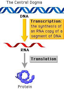 Dogma centrala a biologiei moleculare Descrie procesul format din doua etape, transcriptia si
