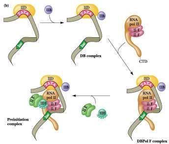 Transcriptia la eucariote-structura promotorului Este localizat in pozitia -25pb in amonte fata de tss(+1) si are secventa de consens 5 -TATAAA- 3 ; Este inconjurat de secvente GC; Factorii de