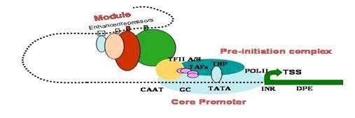 Transcriptia