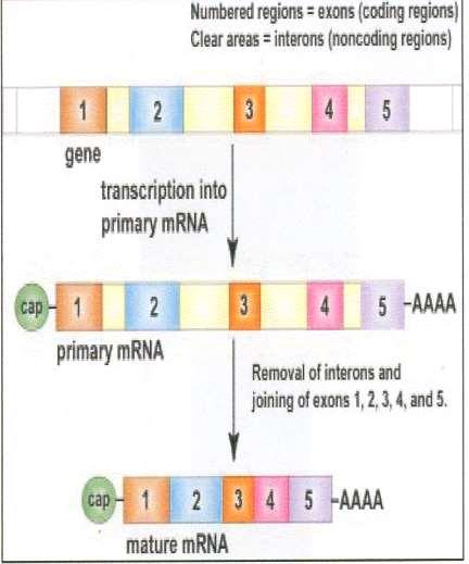 Procesarea ARNm precursor Rolul sau este de a transporta ARN-m in afara nucleului si de a-l stabiliza impotriva degradarii in citoplasma; Dupa transcriptia ARN-pm, regiunile non-codante