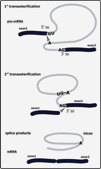 Matisarea ARNm Etape 1. Sectionarea jonctiunii exon intron 5 GU 2.