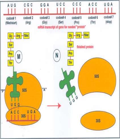 TRANSLATIA/TRADUCTIA INFORMATIEI GENETICE FAZA DE TERMINARE Acest proces continua de nenumarate ori in directia 3-5 pana cand ribozomul atinge un codon stop(uaa, UAG, UGA); Factorii
