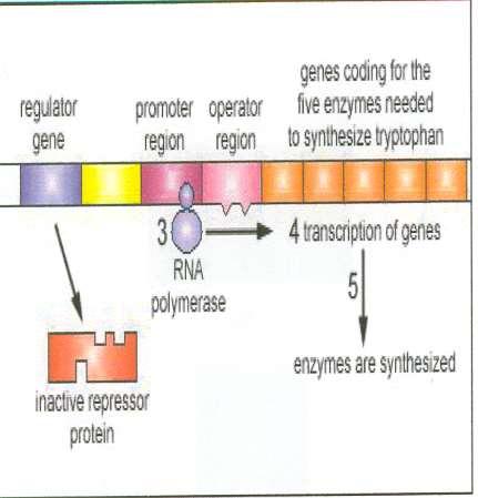 REGLAREA SINTEZEI PROTEICE PRIN COREPRESOR Un operon represibil in absenta corepresorului (operon Trp) Pasul 3: deoarece proteina represor inactiva nu este capabila sa se ataseze de regiunea