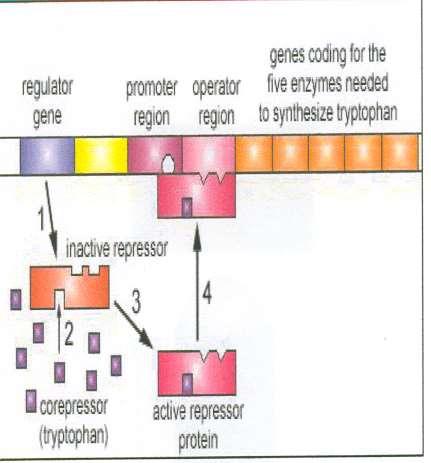 REGLAREA SINTEZEI PROTEICE PRIN COREPRESOR Un operon represibil in prezenta unui corepresor(operon Trp) Pasul 1: Gena reglatoare codifica o proteina represor inactiva; Pasul 2: Daca corepresorul