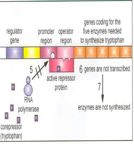 REGLAREA SINTEZEI PROTEICE PRIN COREPRESOR Un operon represibil in prezenta unui corepresor (operonul Trp) Pasul 5: Odata cu legarea proteinei represor active la regiunea operatoare, ARN polimeraza