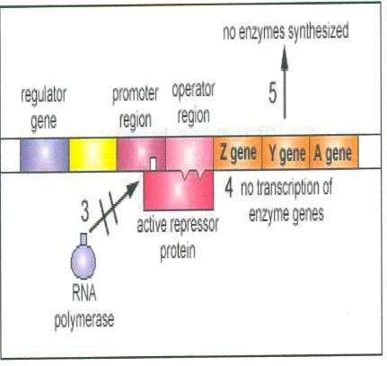 REGLAREA SINTEZEI PROTEICE PRIN INDUCTOR Un operon inductibil in absenta inductorului (operonul Lac) Pasul 3: ARN polimeraza nu se poate lega de regiunea promotor a operonului cind proteina represor