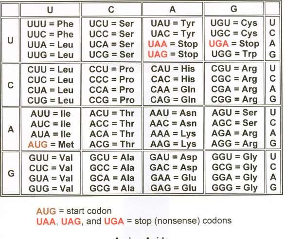 CODUL GENETIC