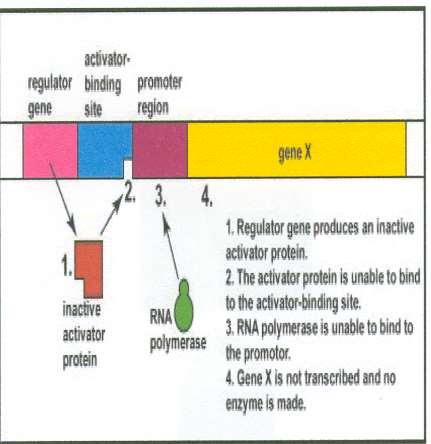 REGLAREA SINTEZEI PROTEICE CONTROL GENETIC POZITIV O proteina activatoare in absenta inductorului Gena reglatoare produce o proteina activatoare inactiva;