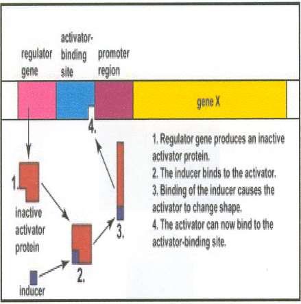 REGLAREA SINTEZEI PROTEICE O proteina activatoare in prezenta inductorului pasul 1 Gena reglatoare produce o proteina activatoare inactiva;