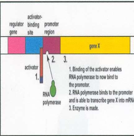 REGLAREA SINTEZEI PROTEICE O proteina activatoare in prezenta inductorului pas 2 Legarea activatorului evidentiaza situsul de