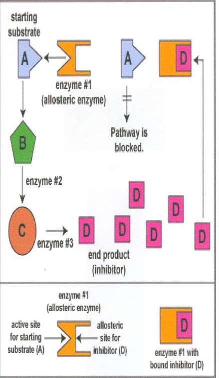 REGLAREA SINTEZEI PROTEICE Inhibitia noncompetitiva prin enzime allosterice Produsul final (inhibitor) al caii metabolice se combina cu situsul allosteric al