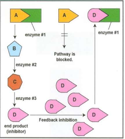 REGLAREA SINTEZEI PROTEICE Inhibitia competitiva a activitatii enzimatice Produsul final (inhibitor) al caii metabolice se