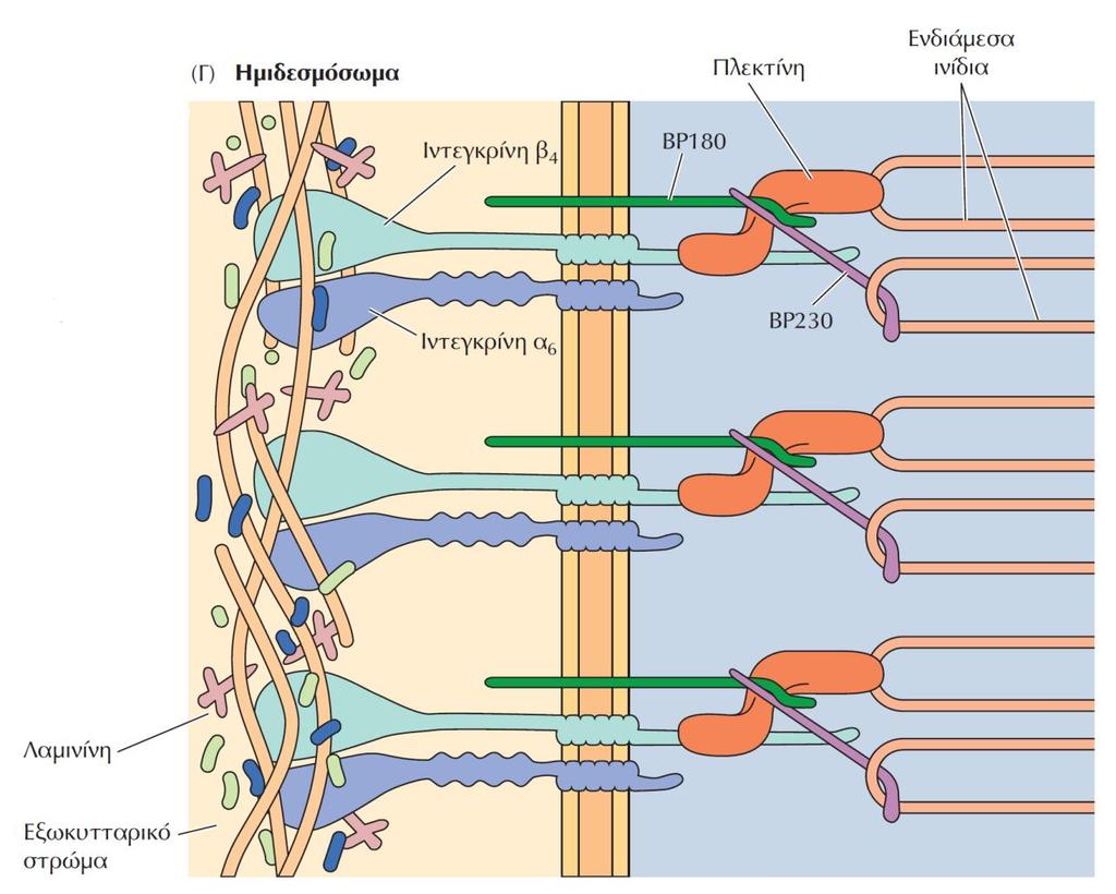 Πλεκτίνες και κυτταροσκελετικά δίκτυα (3) Σχηματική αναπαράσταση ενός ημιδεσμοσωματίου.