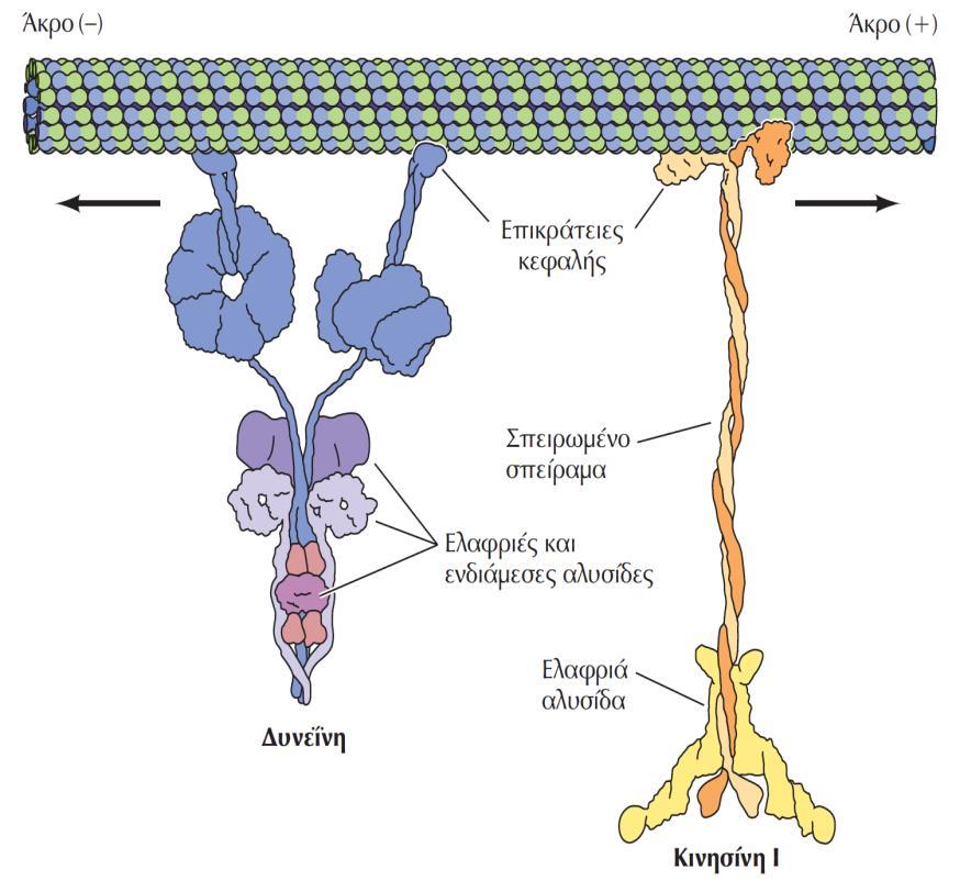 Kινητήριες πρωτεΐνες των μικροσωληνίσκων Η κινησίνη Ι και η δυνεΐνη κινούνται σε αντίθετες κατευθύνσεις κατά μήκος των μικροσωληνίσκων, προς το άκρο (+) και το άκρο ( ) αντίστοιχα.