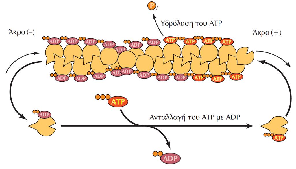 H υδρόλυση του ATP κατά τον πολυμερισμό της ακτίνης Τα άκρα ( ) των ινιδίων ακτίνης αυξάνονται βραδύτερα απ ό,τι τα άκρα (+).