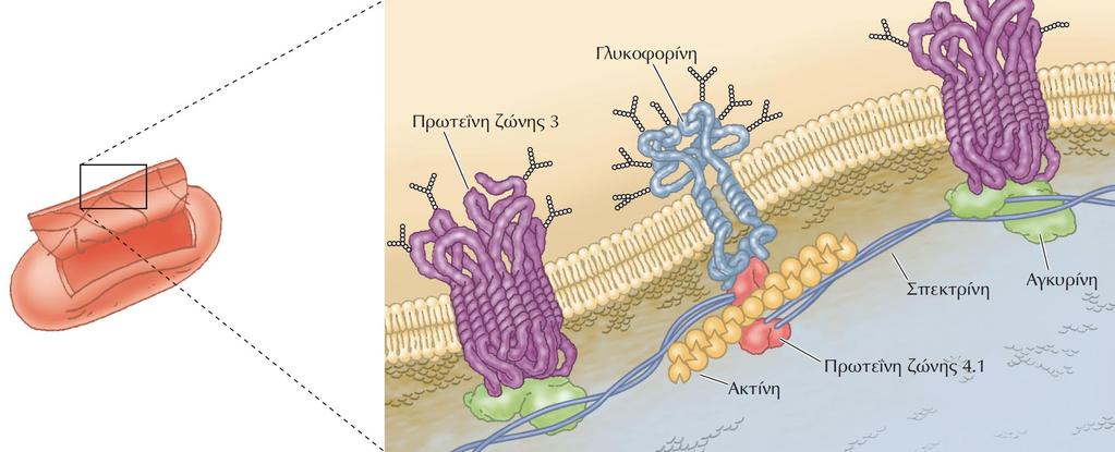 H ακτίνη αποτελεί απαραίτητο συστατικό του κυτταρικού φλοιού Η κυτταροπλασματική μεμβράνη συνδέεται με ένα δίκτυο τετραμερών σπεκτρίνης που είναι διασυνδεδεμένα μέσω ινιδίων ακτίνης μικρού μήκους σε