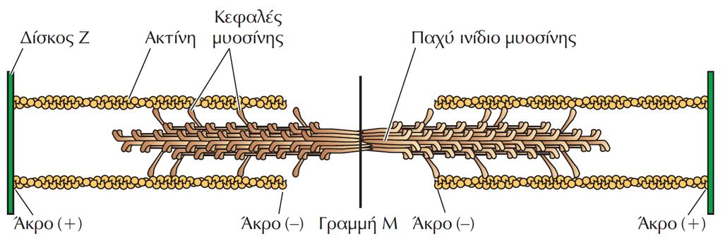 Ινίδια μυοσίνης Τα παχιά ινίδια σχηματίζονται μέσω της στοίχισης εκατοντάδων μορίων μυοσίνης ΙΙ σε κλιμακωτή διάταξη.