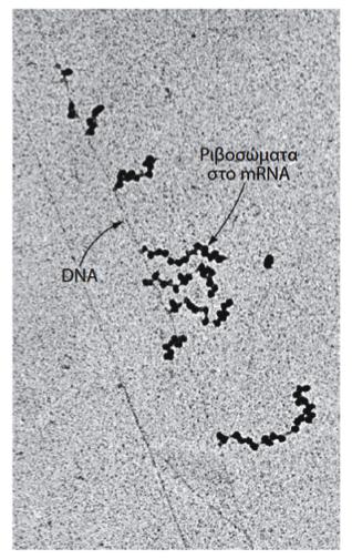 Ριβόσωμα Η μεταγραφή και μετάφραση εχoυν την ιδια κατεύθυνση 5'-προς-3 Η σύνθεση βακτηριακών πρωτεϊνών ξεκινά πριν