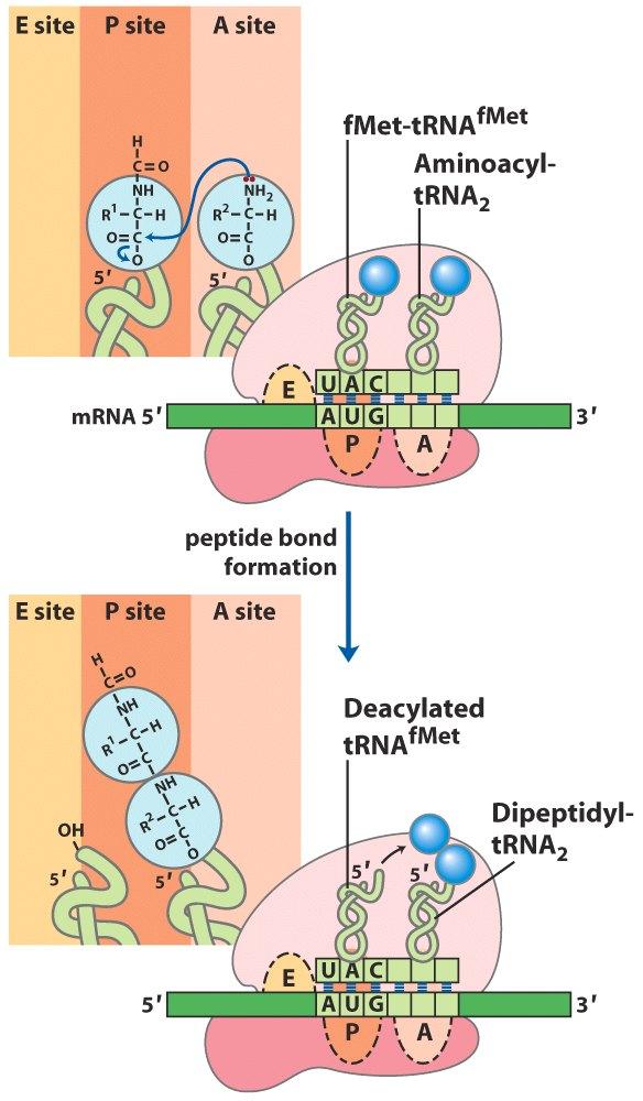 Δημιουργεία πεπτιδικού δεσμού Το ριβόσωμα είναι τώρα έτοιμο να καταλύσει το σχηματισμότου πεπτιδικού δεσμού.