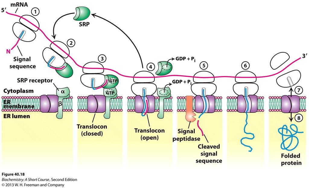 The SRP targeting cycle Η υδρόλυση του GTP απλευθερωνει την SRP Διάφορα συστατικά απαιτούνται για την εισαγωγή και την