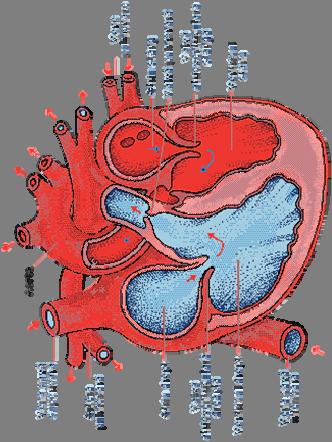 Fig. 31 Inima Q 5