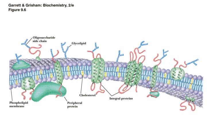 MODEL BIOLOŠKE MEMBRANE Oligosaharidna stranska veriga glikolipid Fosfolipidna membrana Periferni protein holesterol Integralna proteina LIPIDNI RAFTI Lateralne domene z določeno sestavo, v kateri