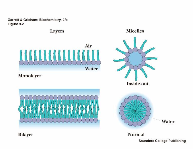 Lipidne tvorbe v vodi Sloji Miceli Monomolekulski sloj