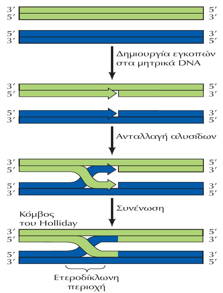 Ο μηχανισμός της διασταυρούμενης ανταλλαγής κλώνων Ακαδημαϊκές Εκδόσεις 2011 Το κύτταρο-μια Μοριακή Προσέγγιση 0 Αρχικά, δημιουργείται μια μονόκλωνη εγκοπή στην ίδια θέση σε καθένα από τα μητρικά