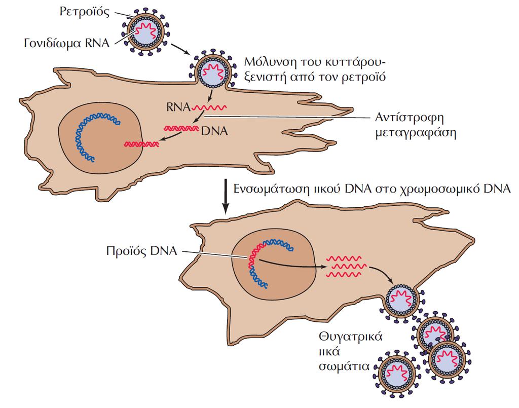 Ο κύκλος ζωής ενός ρετροïού Ακαδημαϊκές Εκδόσεις 2011 Το κύτταρο-μια Μοριακή Προσέγγιση Οι ρετροϊοί έχουν γονιδίωμα RNA.