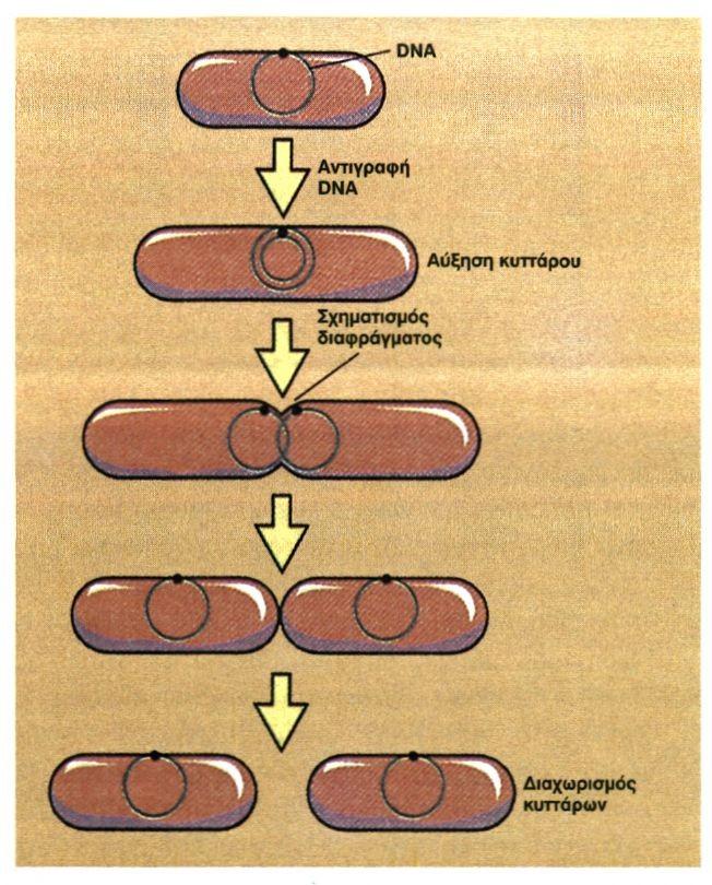 Ο διπλασιασμός των βακτηριακών κυττάρων http://ebooks.