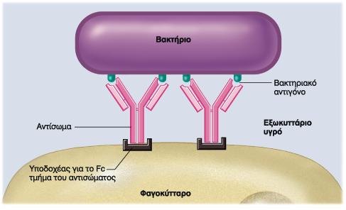 Ανοσολογικές απαντήσεις που διαμεσολαβούνται από αντισώματα Αποτελέσματα έκκρισης αντισωμάτων: Αμεση ενίσχυση της φαγοκυττάρωσης.