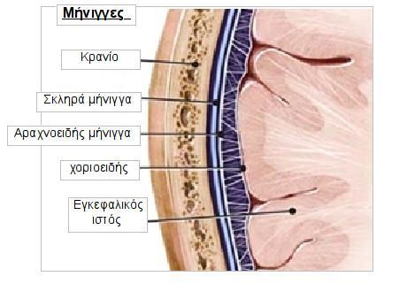 Εικόνα 1 Εικόνα 2 Εικόνα 3 το μεσολόβιο, ο μεγαλύτερος σύνδεσμος επικοινωνίας μεταξύ των δύο εγκεφαλικών ημισφαιρίων.